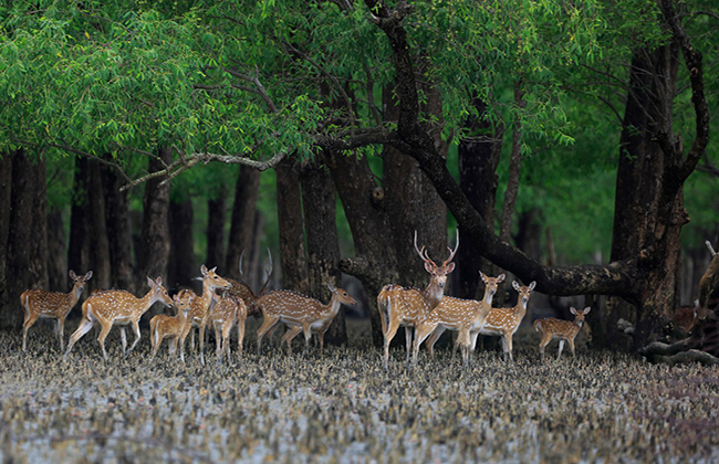 Protect ecology of Sundarbans – The News Times
